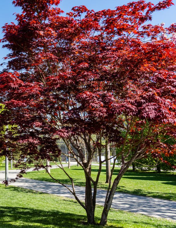Japanese Tree Trimming