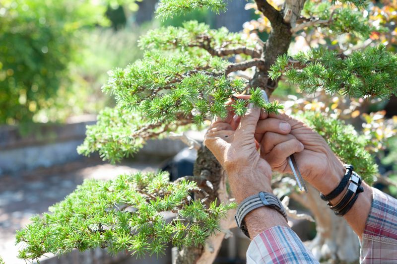 Japanese Tree Trimming