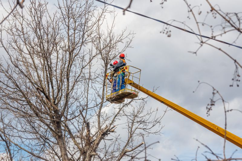 Japanese Tree Trimming