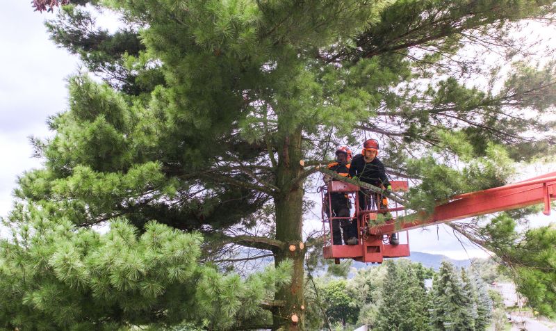 Japanese Tree Trimming
