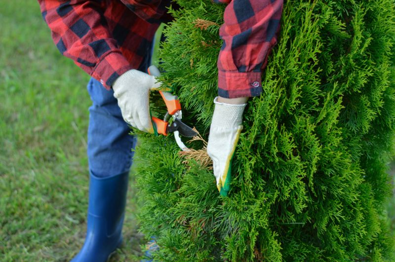 Japanese Tree Trimming