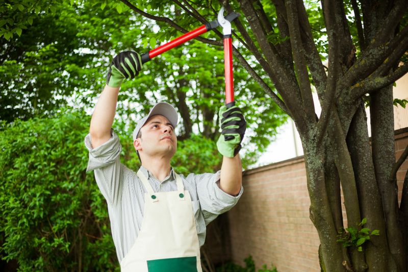 Japanese Tree Trimming