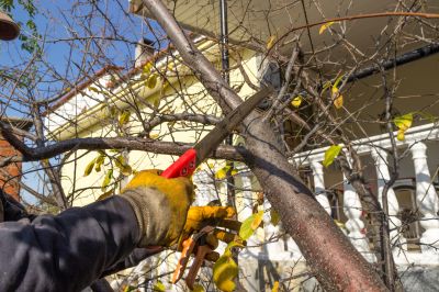 Japanese Tree Trimming