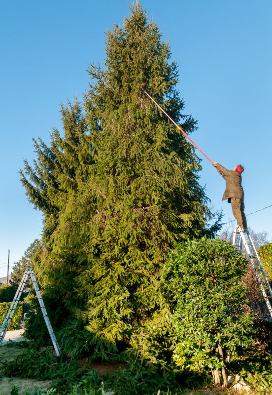 Japanese Tree Trimming