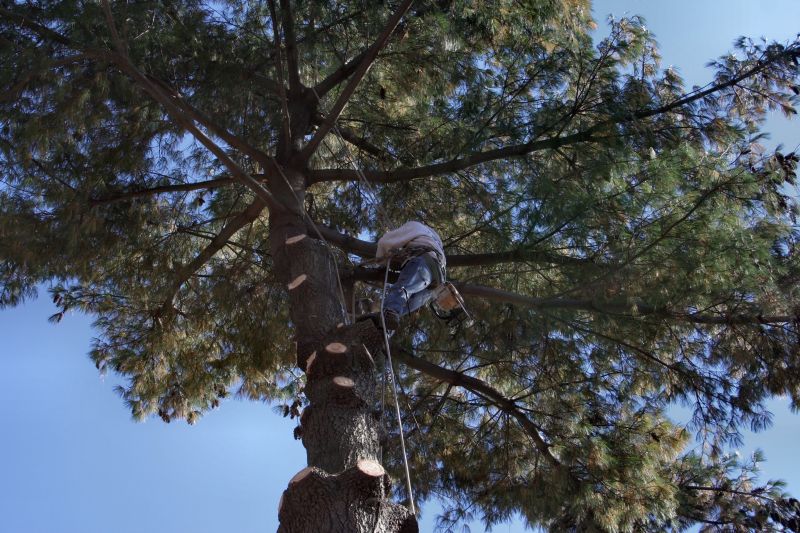 Arborist Performing Pruning