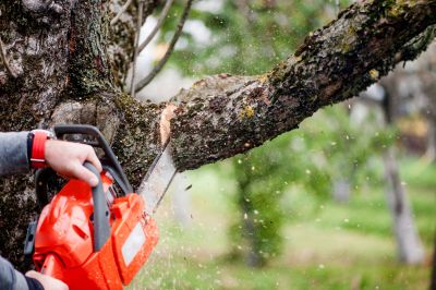 Tree Shaping Services