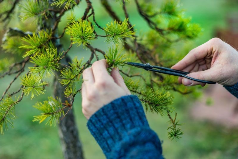 Japanese Garden Maintenance